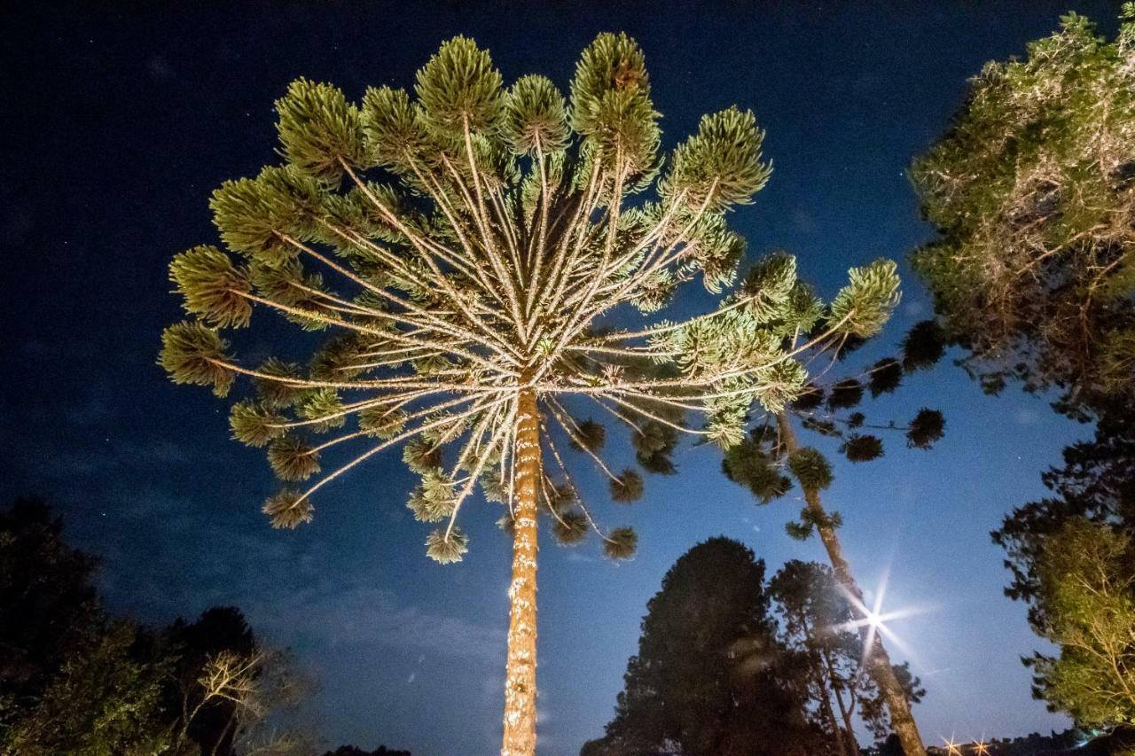 Das Araucarias 3*